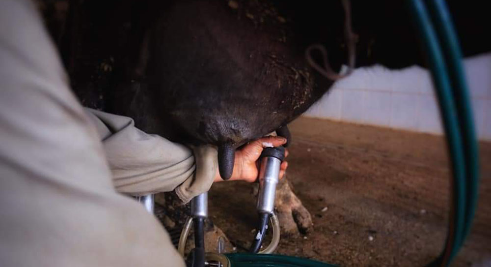 Urge arancel temporal a la leche en polvo1