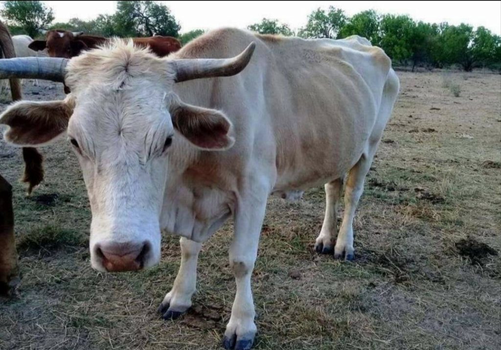 Afecta la sequía a la agricultura y ganadería; escasea el agua y el pasto