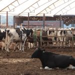 Aplica Agricultura esquema de erradicación de la tuberculosis bovina en el Centro y Occidente de México