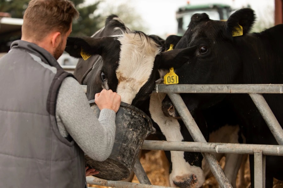 Aportan datos recientes sobre gripe aviar en vacas
