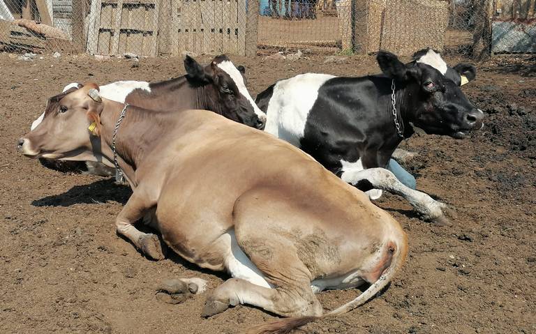 Crisis en la producción de leche fresca en Zamora