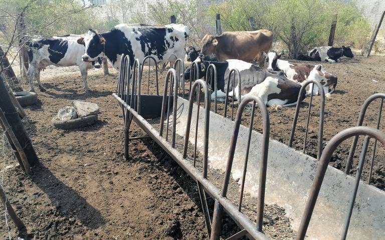 Falta de alimento para ganado prende las alertas de productores