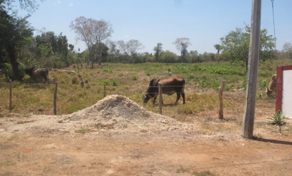 Ganaderos, en el punto más crítico de la sequía en Tzucacab
