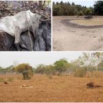 Ganado muere de hambre en Las Choapas durante desoladora sequía