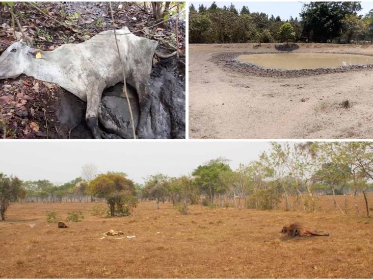 Ganado muere de hambre en Las Choapas durante desoladora sequía