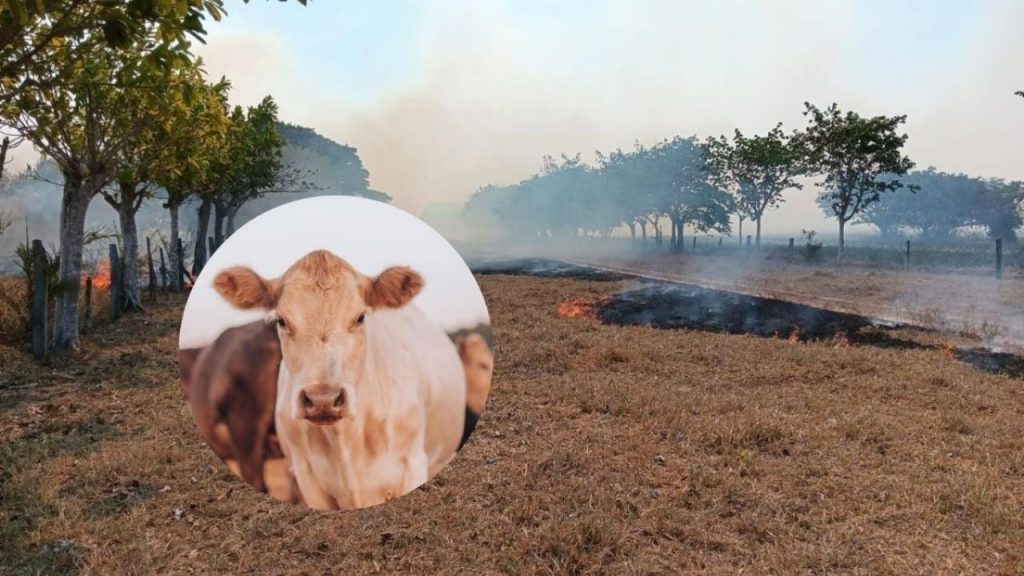 Incendios provocan muerte de ganado