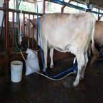 La digitalización llega a los procesos de producción de leche