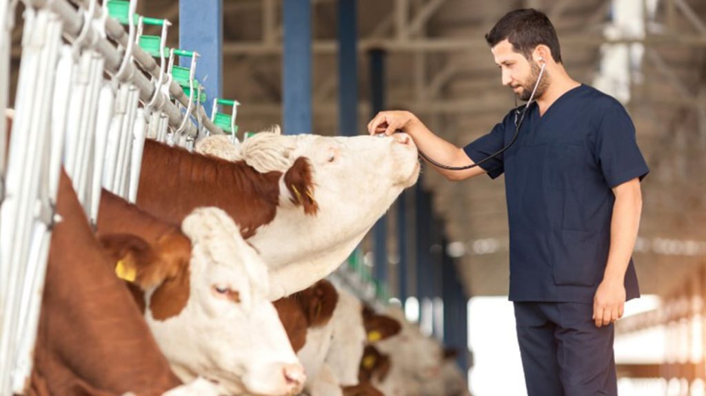 La gripe aviar podría infectar vacas que salen desde EE.UU., según la OMS
