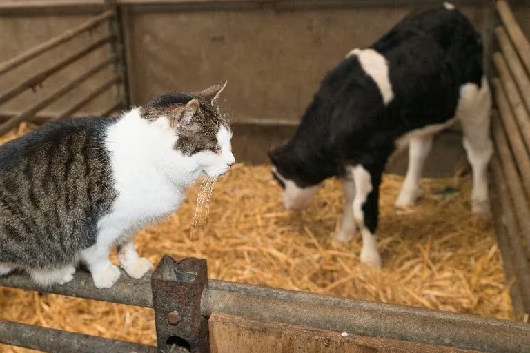Más de la mitad de los gatos de las granjas infectadas con gripe aviar murieron después de beber leche