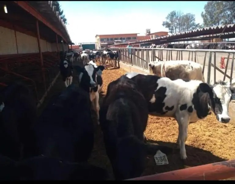 Piden mejorar manejo de residuos de Cuenca Lechera