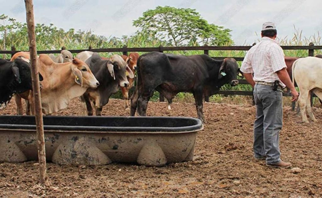 Por muerte de 500 reses, ganaderos de Oaxaca se declaran en “emergencia” por ola de calor y sequía