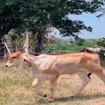 Sequía desploma la producción de leche