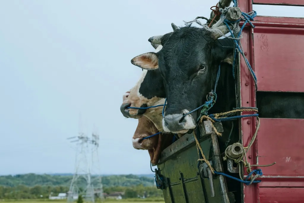 Transporte de ganado vivo, clave en diseminación de gripe aviar entre vacas lecheras