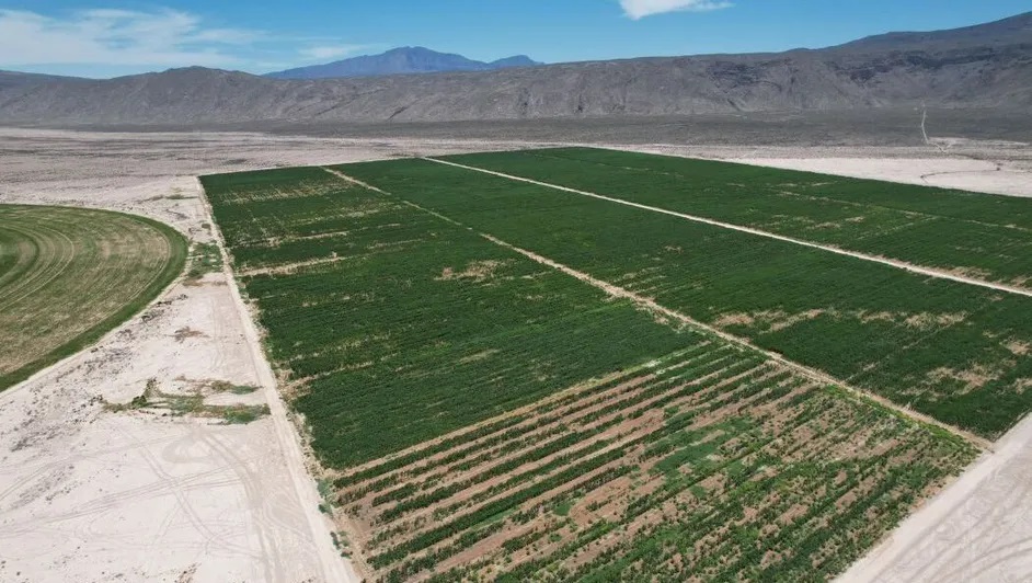 Apuesta Nestlé México por la agricultura y ganadería regenerativa