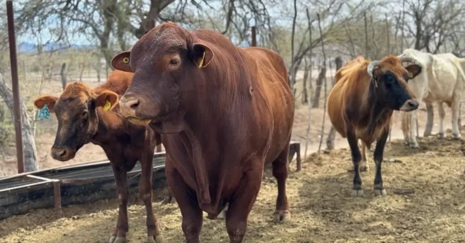 Atienden a productores ganaderos del Sur de Sonora