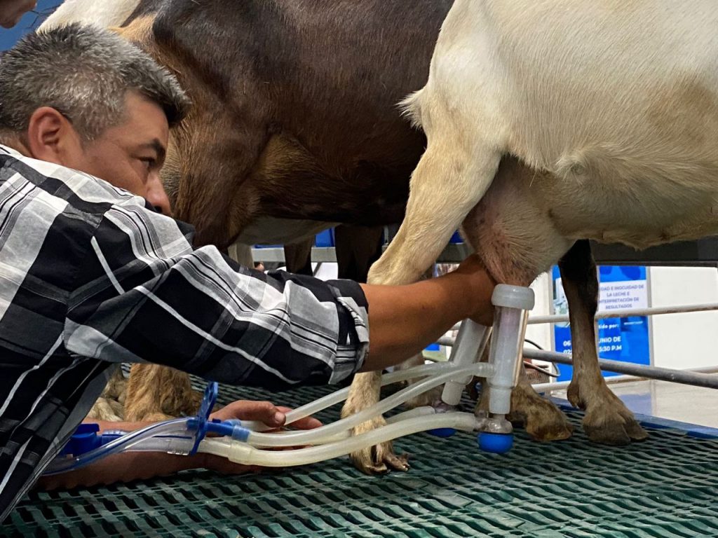 Buscan productores incrementar consumo de leche en Guanajuato y México