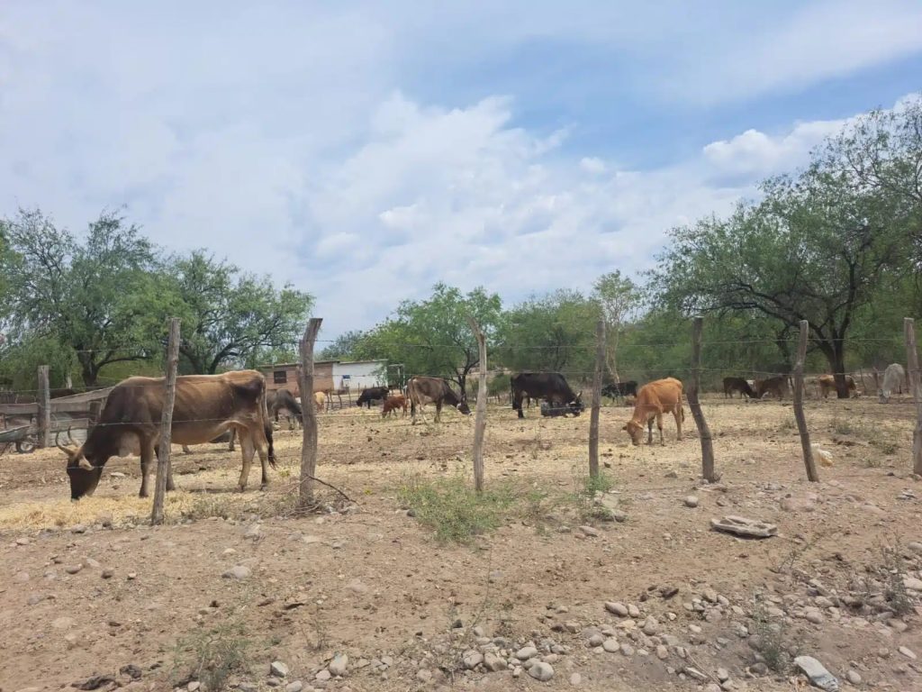 Comienzan los momentos críticos para el sector ganadero del sur de Sinaloa ante la falta de agua