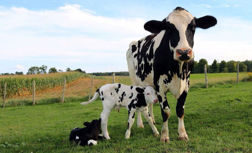 Del rancho a tu mesa lo que hay detrás de un vaso de leche de vaca