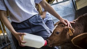 Eliminación de restos de antibióticos de la leche de desecho mediante el uso de nanopartículas