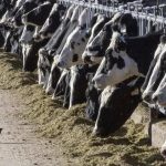 Empresas buscan vacuna contra la gripe aviar para vacas