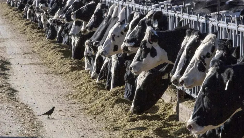 Empresas buscan vacuna contra la gripe aviar para vacas