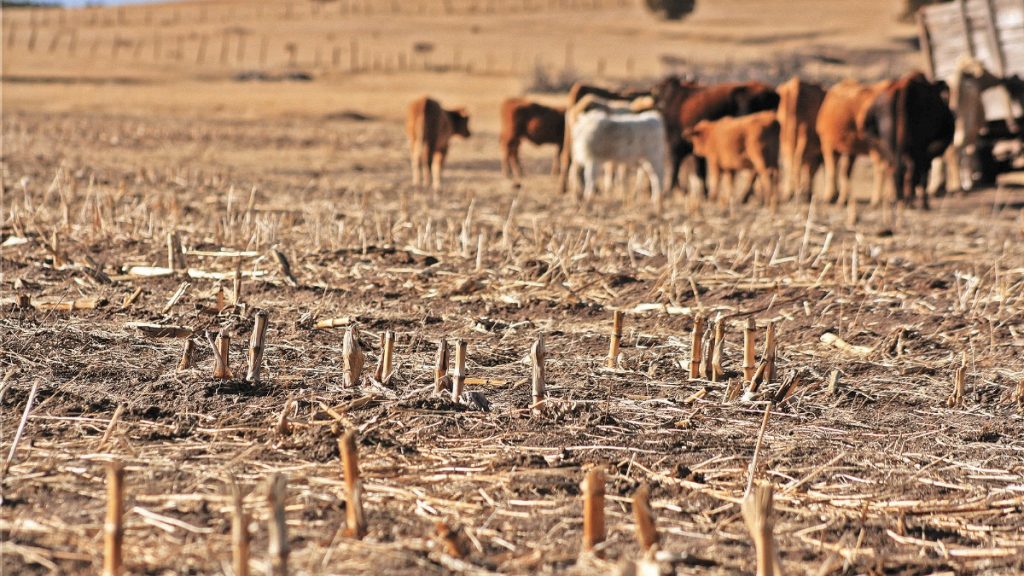 Forrajes se encarecen más de 50% en Querétaro por sequía