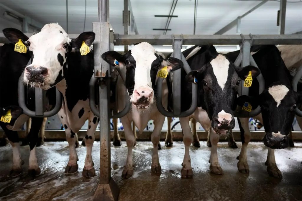 Influenza Aviar H5N1 en vacas lecheras de EE.UU. ya causa mortalidad y sacrificios