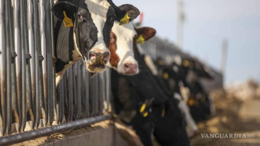 Lanzan S.O.S. productores de leche de La Laguna; baja producción del lácteo a causa de la sequía