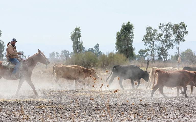 Más de 4 mil cabezas de ganado han muerto en lo que va del año por la sequía