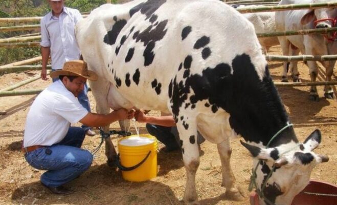 Merma mano de obra en la industria lechera de Aguascalientes