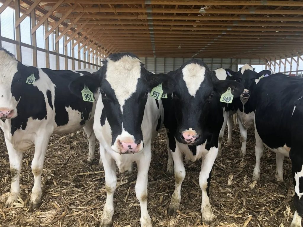 Nuevo brote de H5N1 en vacas lecheras Minnesota en alerta