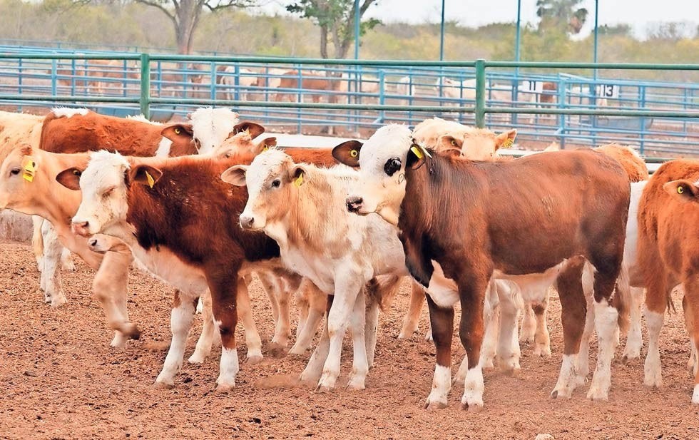 Obliga sequía a productores a vender su ganado