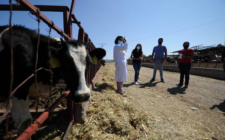 Optimiza la UACH procesos de calidad para la producción de leche