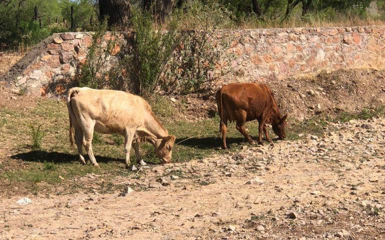 Pega sequía extrema a más de dos mil productores del distrito Parral