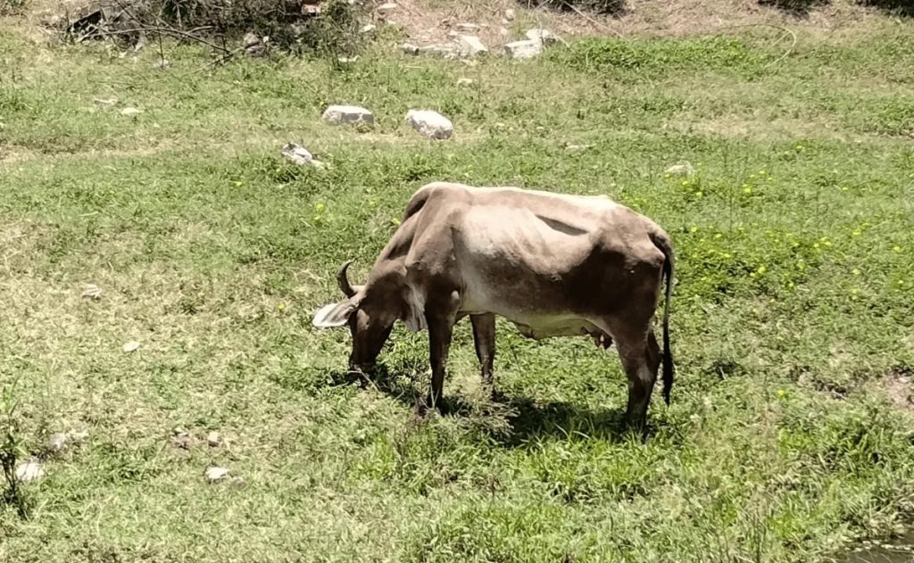 Pocos ganaderos en Escuinapa se dedican a la producción de leche