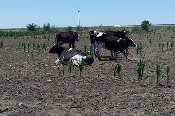 Productores de leche de Orizaba también sufren por sequía