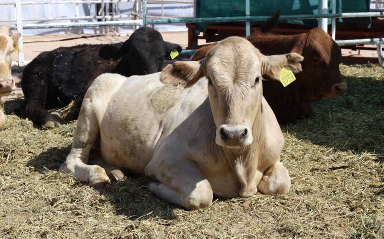 Promoverán el consumo de la leche a nivel nacional