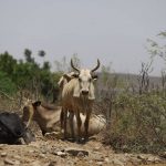 Sequía y garrapatas doble amenaza que pone en jaque al ganado en la frontera de Tamaulipas