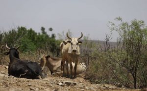 Sequía y garrapatas doble amenaza que pone en jaque al ganado en la frontera de Tamaulipas