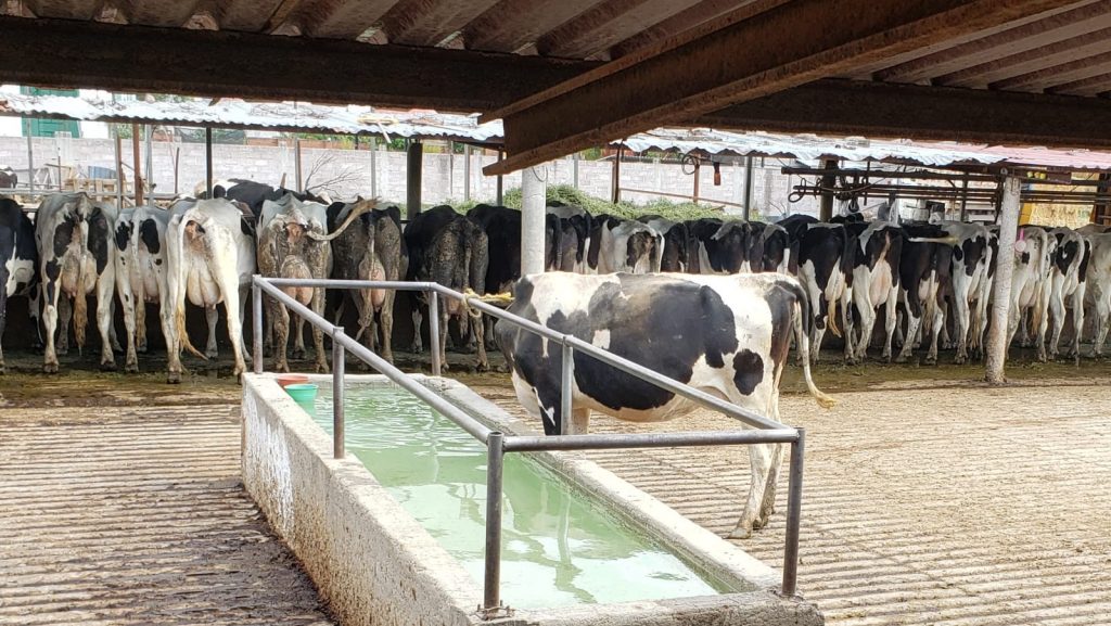 Tequixquiac es el segundo lugar estatal como productor de leche