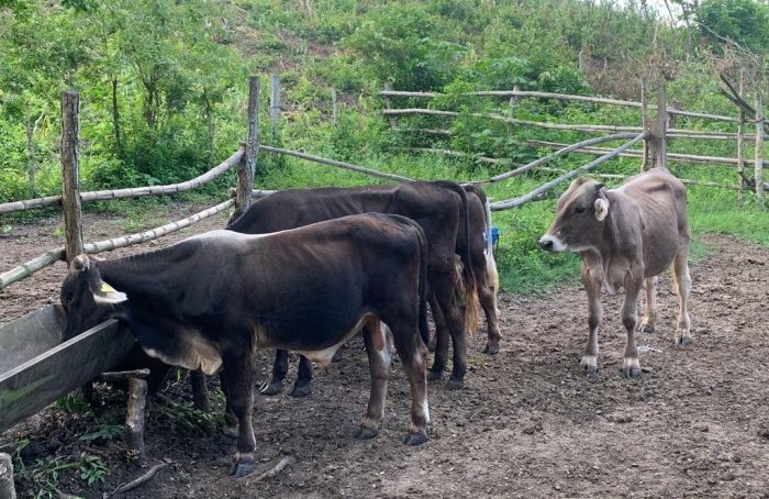 Totalmente secas reservas de agua en ranchos del sur de Veracruz