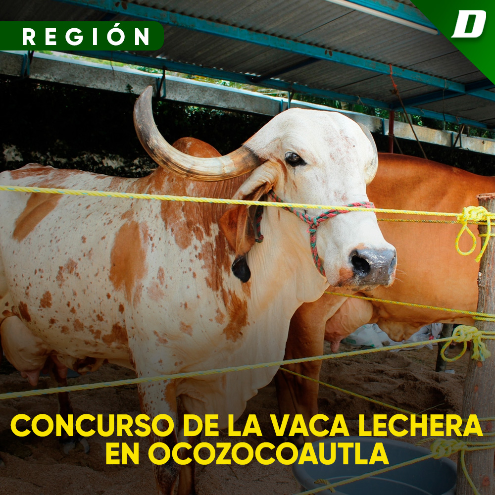 Concurso de la Vaca Lechera en Ocozocoautla