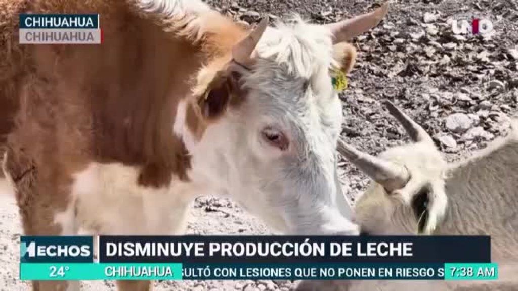 Disminuye producción de leche en Río Florido por sequías y altos costos