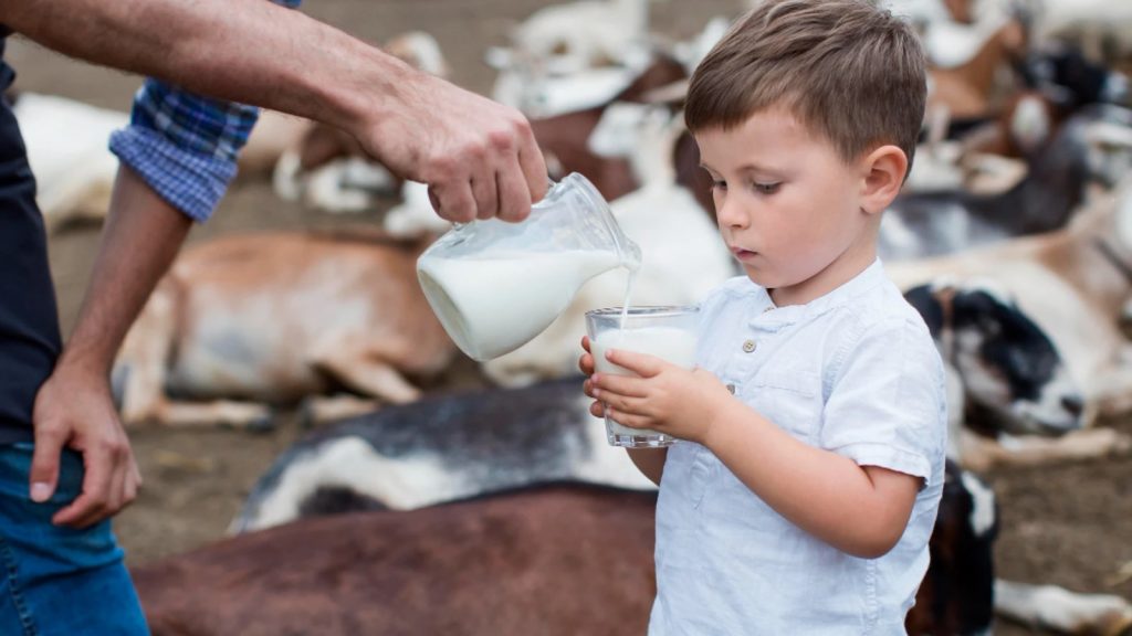 El virus de la gripe aviar llega a la leche de vaca cruda cómo evitar el riesgo de contagio