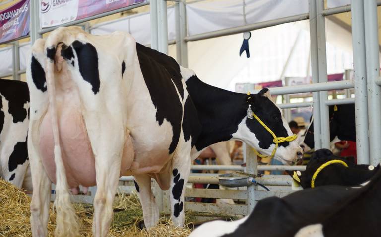 Esperan aumento en el precio de la leche para finales de julio