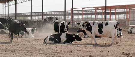 Estres calor vacas lecheras 1