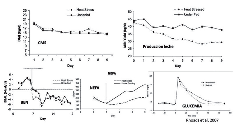 Estres-calor-vacas-lecheras-2