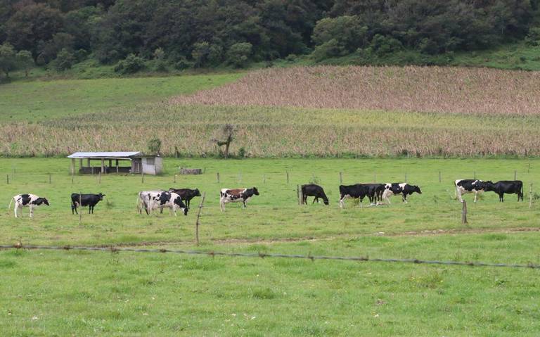 Ganaderos agradecen las lluvias; pastura comienza a recuperarse tras la dura sequía