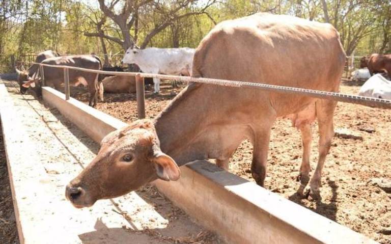 Ganaderos de Sinaloa buscan unificar el precio de la leche