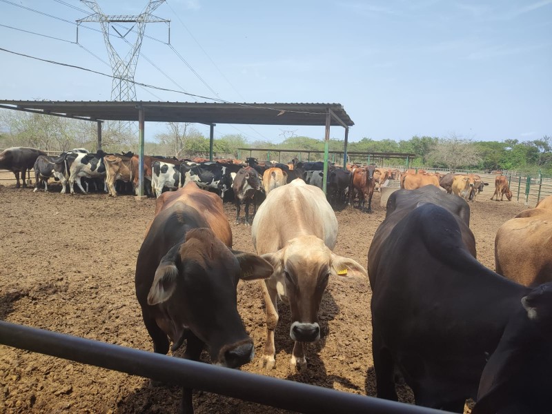 Ganaderos quieren aumento al precio de la leche